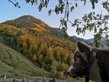 View of a dog on mountain