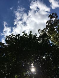 Low angle view of trees against sky