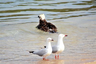 High angle view of seagulls on beach