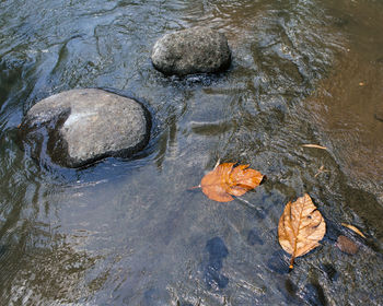 Reflection of trees in puddle