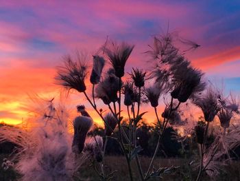 Scenic view of flowering plants against sky during sunset