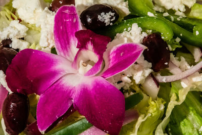 Close-up of purple flowering plant