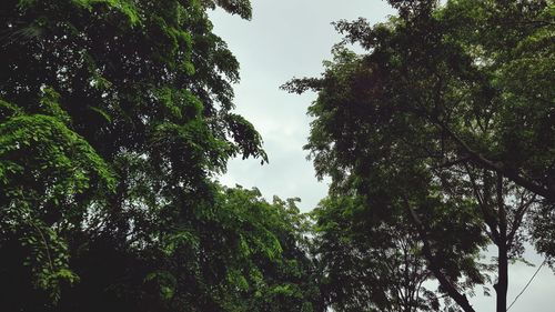 Low angle view of trees against sky