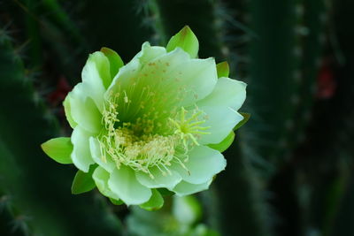 Close-up of flowering plant