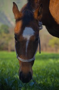 Close-up of a horse on field