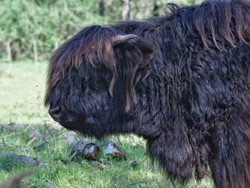 Close-up of a horse in the field