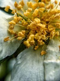 Close-up of yellow flower