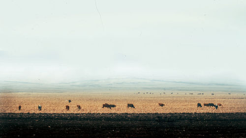 Birds walking on landscape against sky