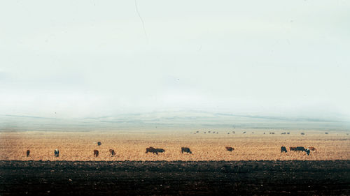 Birds walking on landscape against sky