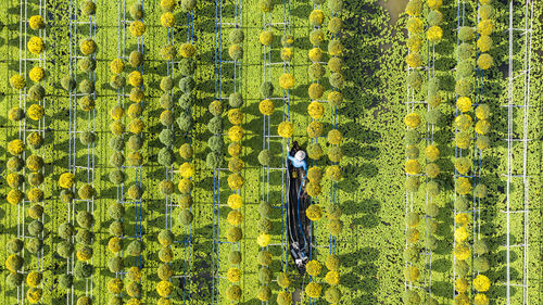 Full frame shot of yellow flowering plants