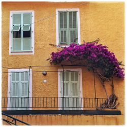 Purple flowers growing by orange building