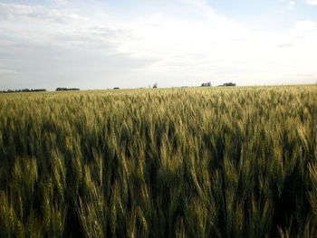 Scenic view of wheat field against sky