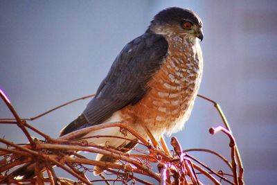 Low angle view of bird perching against clear sky