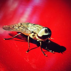 Close-up of insect