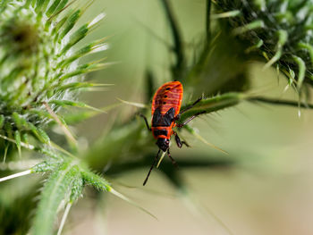 Close-up of insect on leaf