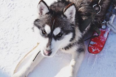 Close-up of dog during winter