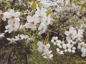 Close-up of white flowers