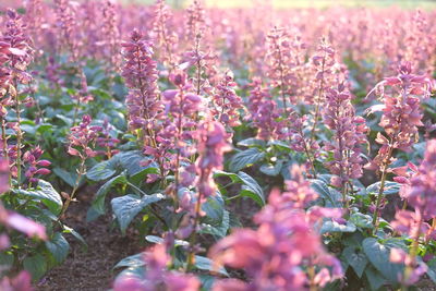 Close-up of plants