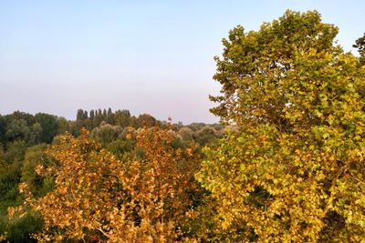 Scenic view of flowering plants against sky during autumn