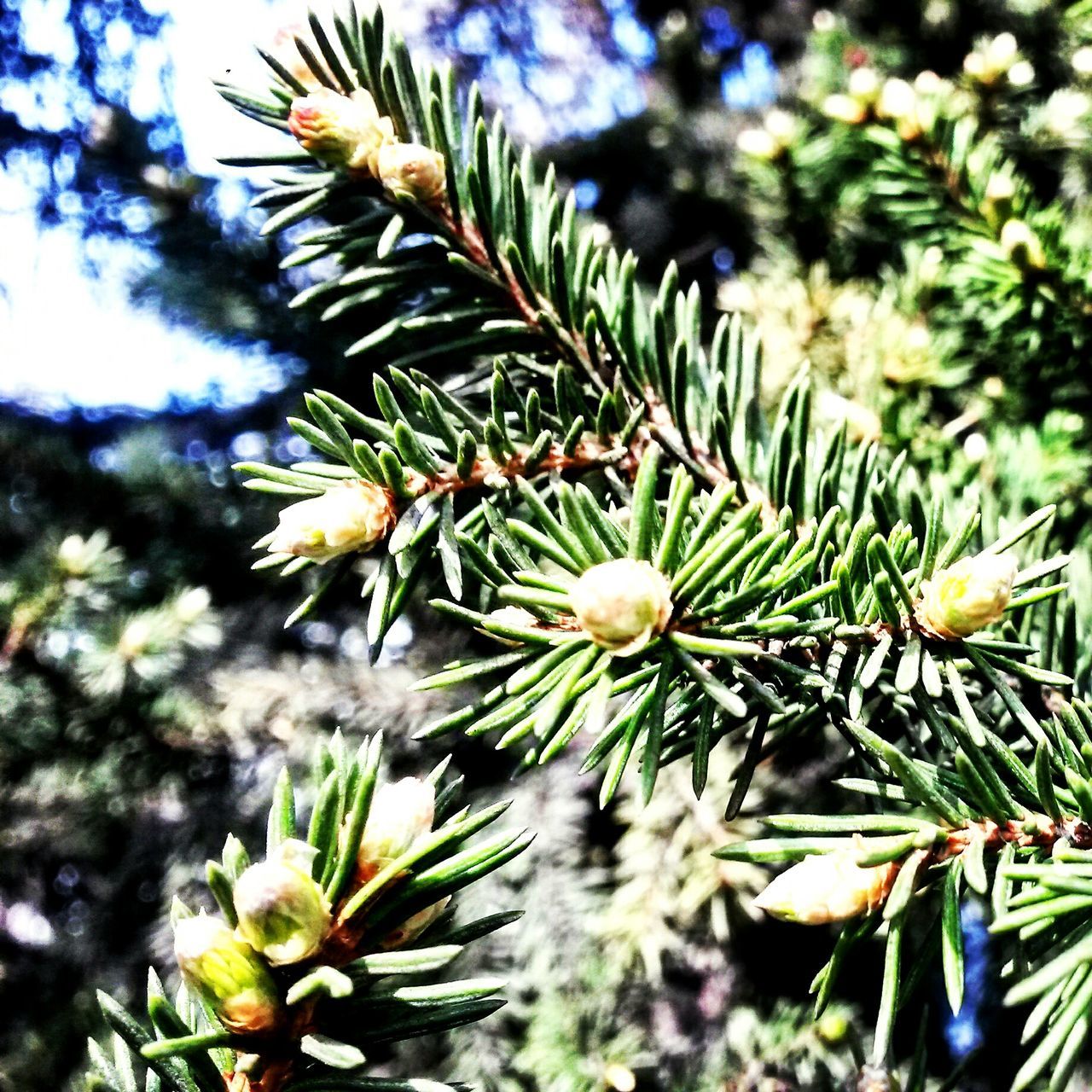 CLOSE-UP OF PLANTS