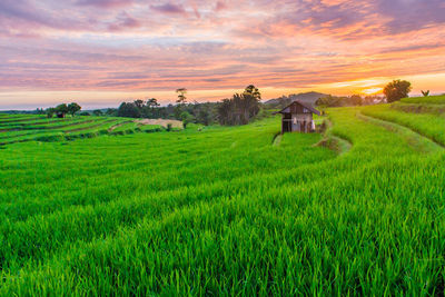 Beauty sunset at paddy fields in north bengkulu, asia