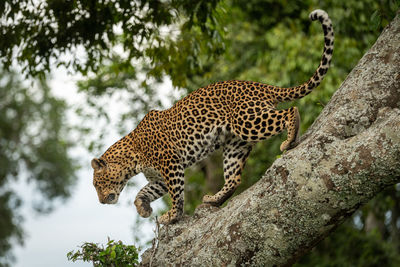 Leopard walks down diagonal branch lifting paw
