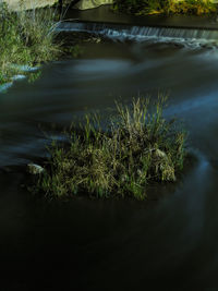 Close-up of grass by river