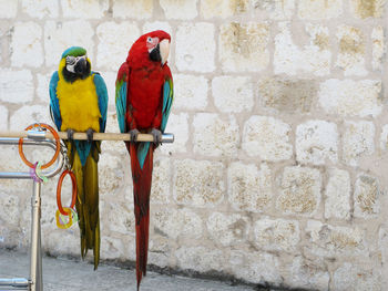 View of parrot perching on wall