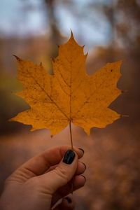 Cropped hand holding autumn leaf