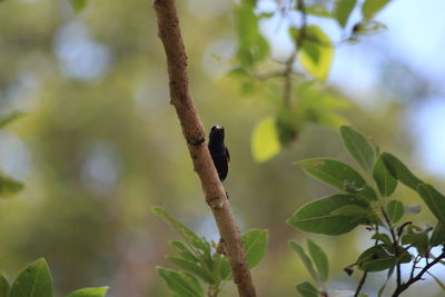 Close-up of plant against blurred background