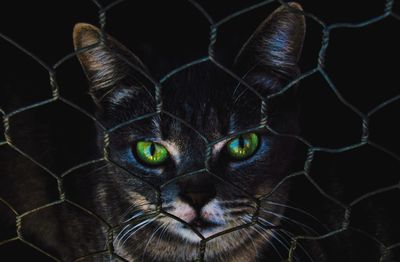 Close-up portrait of a cat