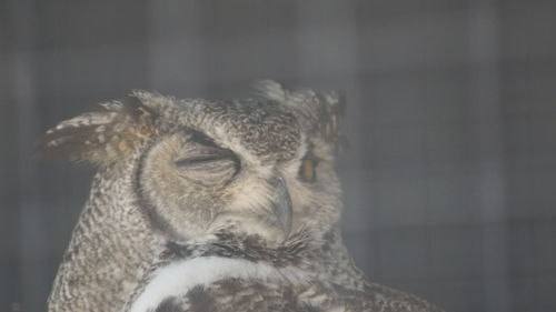 Close-up of owl perching outdoors