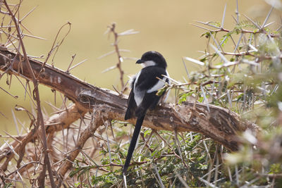 Low angle view of bird perching on branch