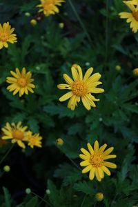 Close-up of yellow flowering plant