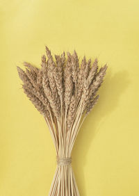 Close-up of a plant against white background