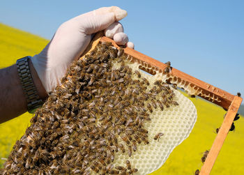 Cropped hand of man inspecting honey bees