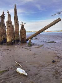 Driftwood on beach