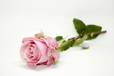 Close-up of pink rose against white background