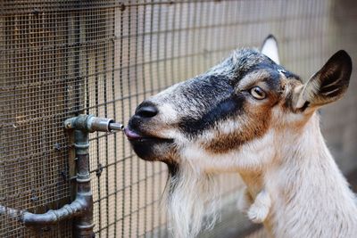 Close-up of goat licking metallic pipe