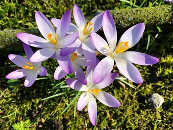 Close-up of purple crocus flowers