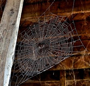 Close-up of spider web