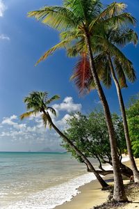 Palm trees growing at beach against sky