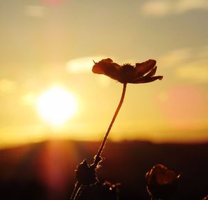 Close-up of flower against sky at sunset