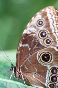 Close-up of butterfly