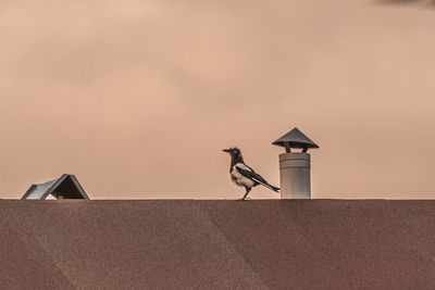 View of birds on wall