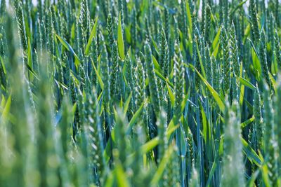 Full frame shot of wheat crops growing on field