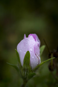 Close-up of pink flower