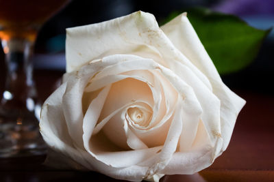 Close-up of white rose