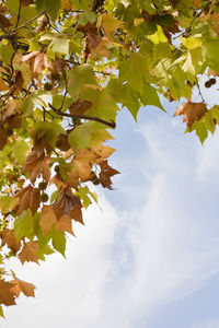 Low angle view of maple tree leaves