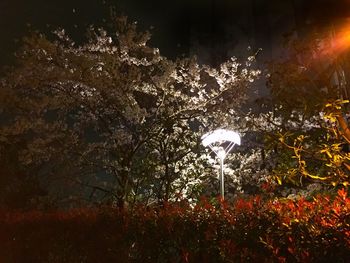 Lamp post at night